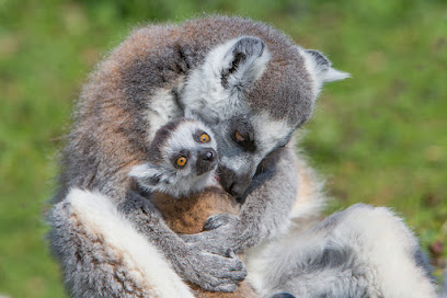 Thoiry ZooSafari